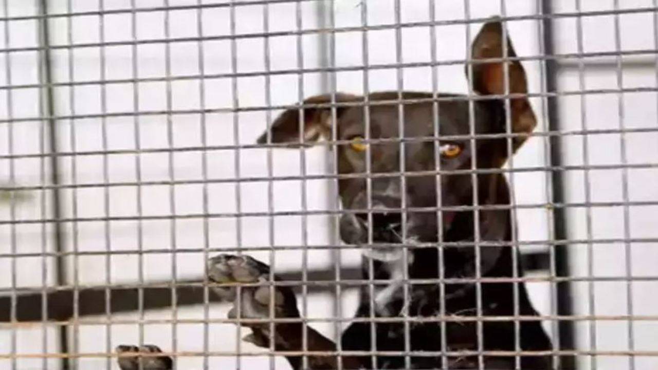 The law against animal cruelty, and the ridiculously low fines for offenders The law against animal cruelty, and the ridiculously low fines for offenders