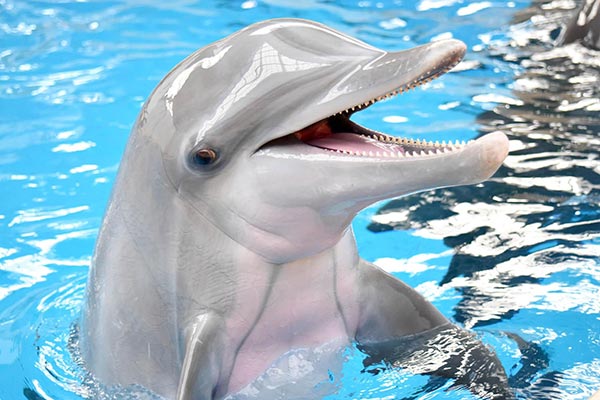 Punjab bats for conservation of Indus River dolphin Punjab bats for conservation of Indus River dolphin
