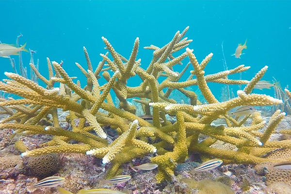 Staghorn Coral: Science